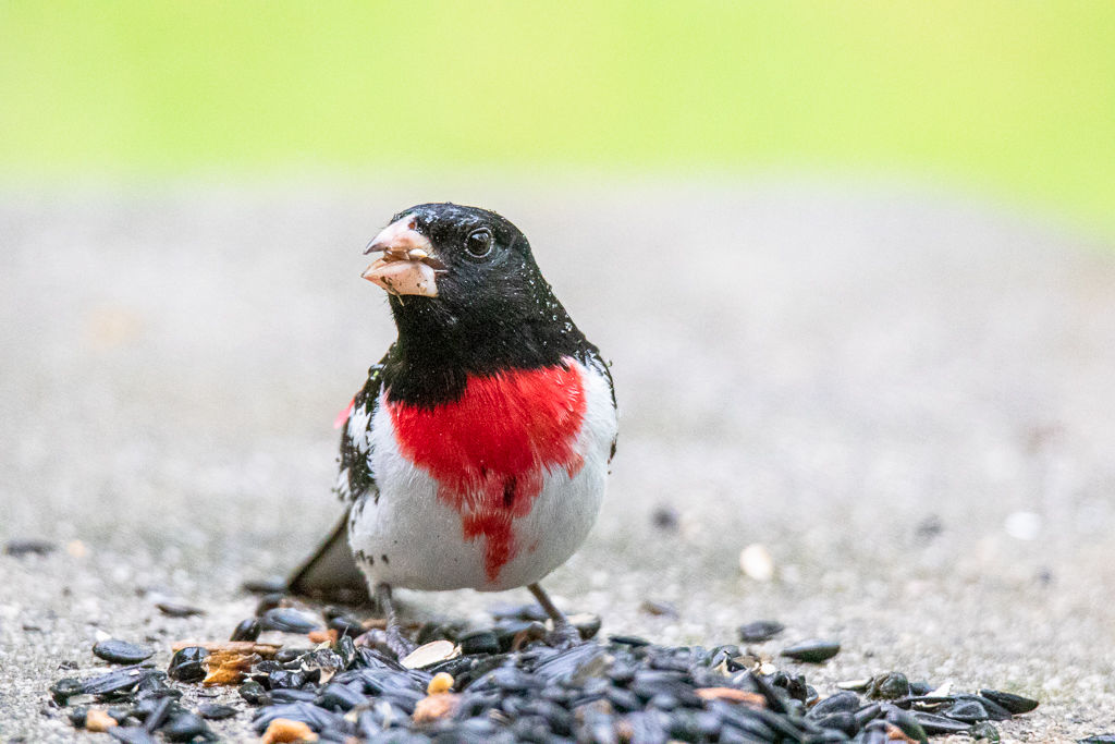 Backyard Birds NH-1995.jpg